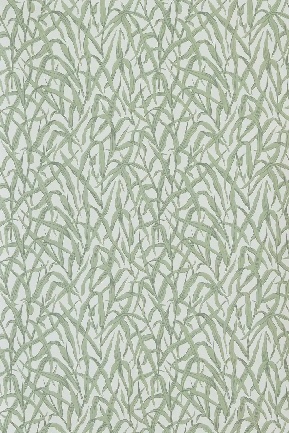 ORNAMENTAL GRASSES – Image 4