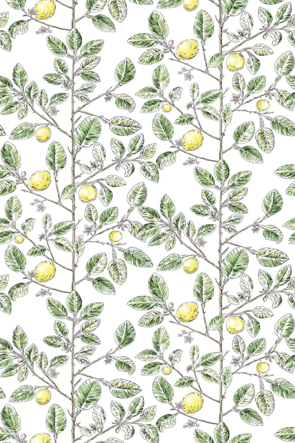 LIMONCELLO – Image 2