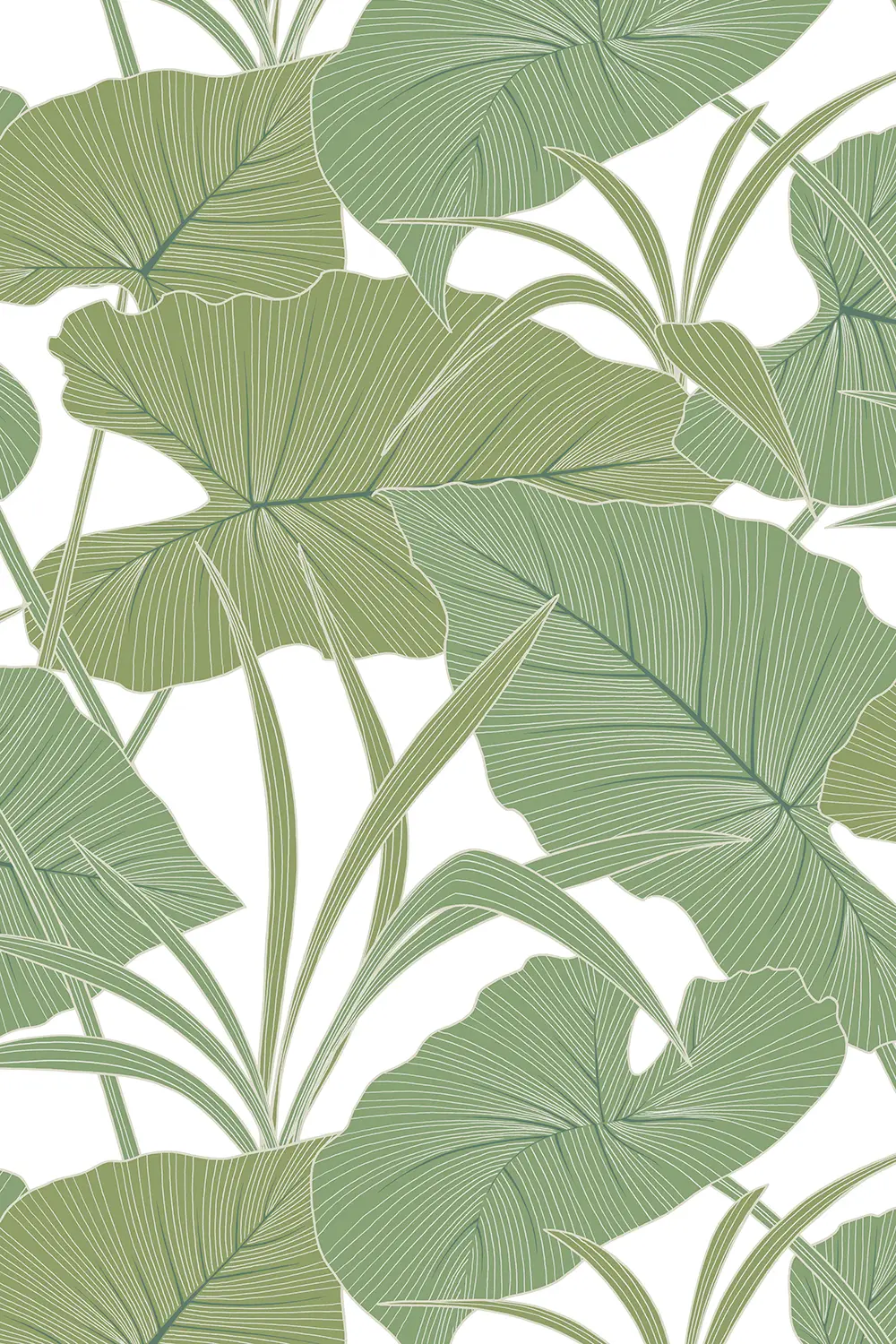 ANTILLES • FEUILLE D'ALOCASIA GÉANTE – Image 5